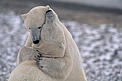  / &copy;: Steffan Widstrand_WWF Canon database