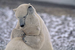  / &copy;: Steffan Widstrand_WWF Canon database