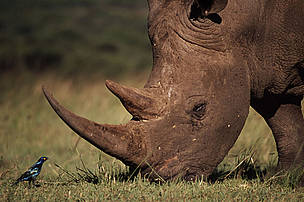 A white rhino and Glossy-starling come face to face