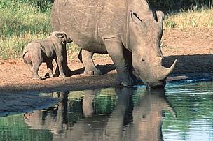 Rhino adult and calf at a water way