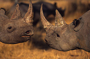 Rhino greetings