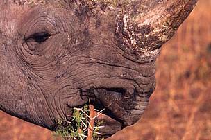 A black rhino tucks into a shrub