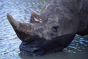 The white rhino needs to drink every two to three days