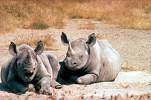 Black rhino pair