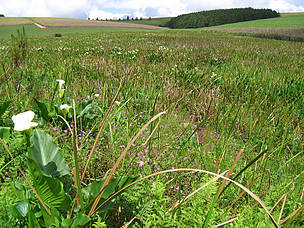 The sight of a well-managed wetland
© Vaughan Koopman
© Vaughan Koopman