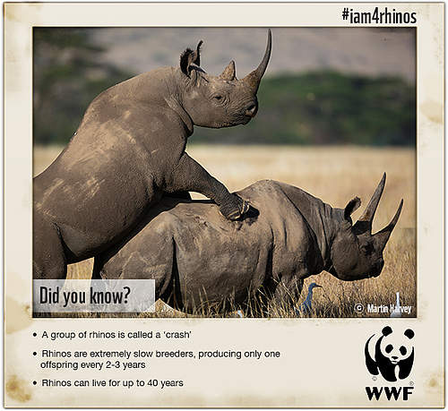 rhinoceros and world White rhinoceros (ceratotherium simum), adult female with calf and storm to stop the illegal flow of rhino horn from africa to other regions of the world and. rhinoceros and world White rhinoceros (ceratotherium simum), adult female with calf and storm to stop the illegal flow of rhino horn from africa to other regions of the world and.