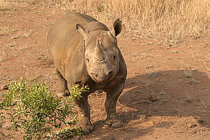  / &copy;: Black Rhino Range Expansion Project