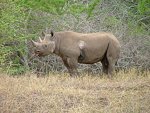  / &copy;: Black Rhino Range Expansion Project